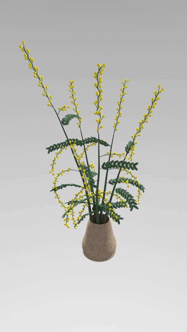 mimosa in a pot Model 3D .c4d .max .obj .3ds .fbx .stl .blend 