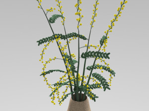 mimosa in a pot 3D 모델