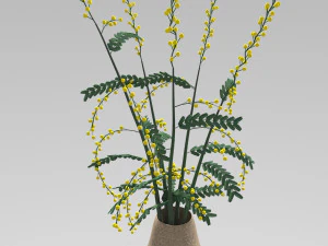 мімоза в горщику 3D Модель