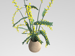 mimosa in a pot Model 3D
