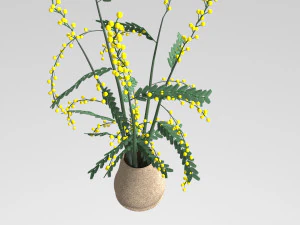 mimosa in a pot 3D Model