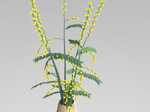 mimosa in a pot Model 3D