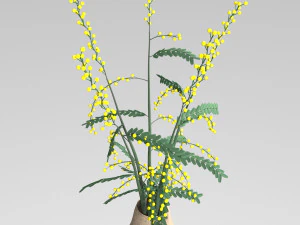 mimosa in a pot 3D Model