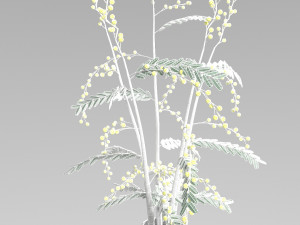 mimosa in a pot Model 3D