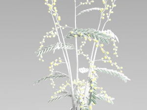 mimosa in a pot 3D Model