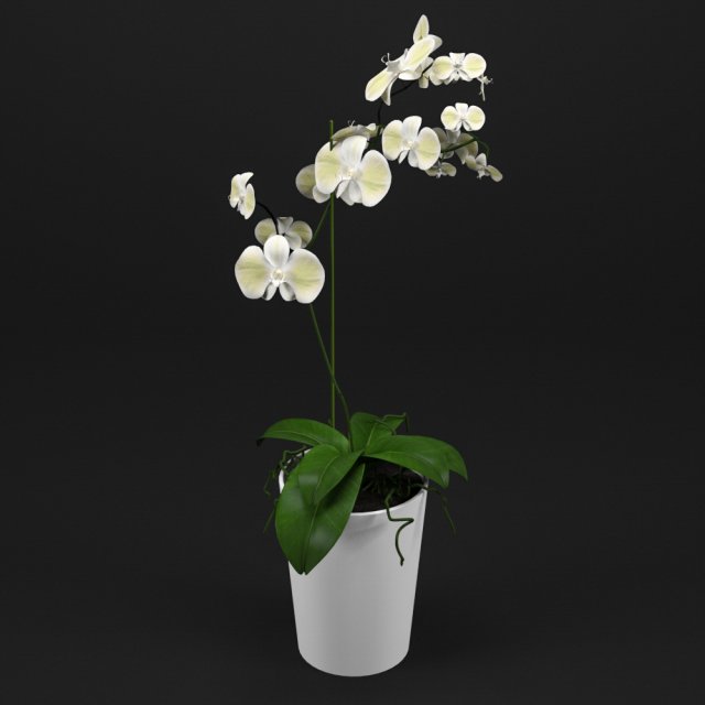 orchid 3D Model .c4d .max .obj .3ds .fbx .stl .blend 