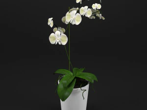 orchid 3D Model