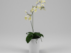 orchid 3D Model