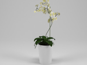 orchid 3D Model