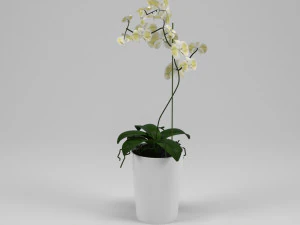 orchid 3D Model