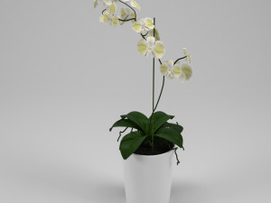 orchid 3D Model