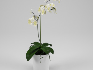 orchid 3D Model