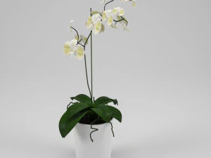 orchid 3D Model