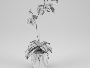 orchid 3D Model