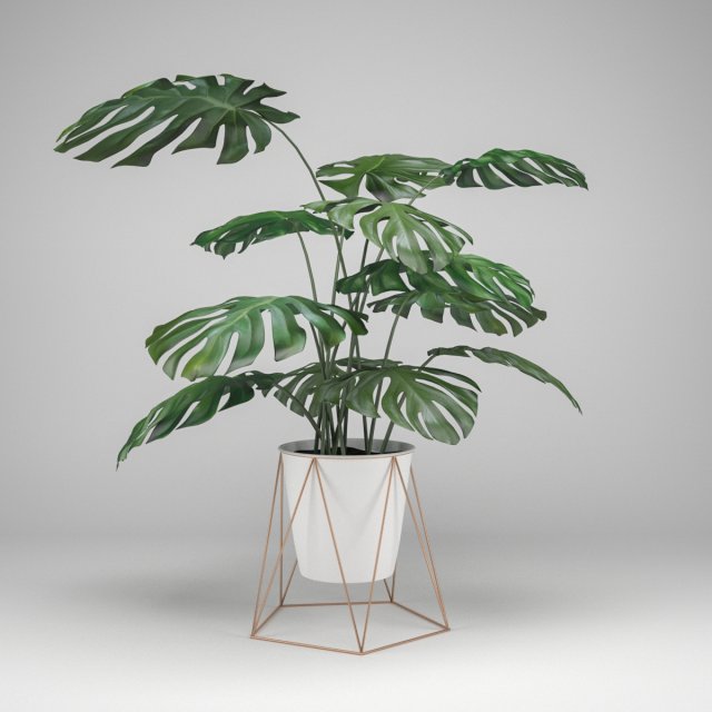 monstera 3D-Modell .c4d .max .obj .3ds .fbx .stl .blend 