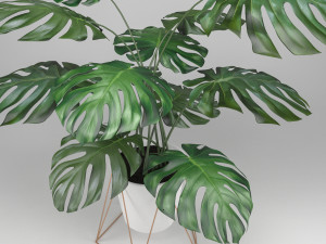 monstera 3D-Modell