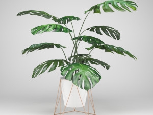 monstera 3D-Modell