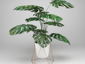 monstera 3D-Modell