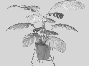 monstera 3D-Modell