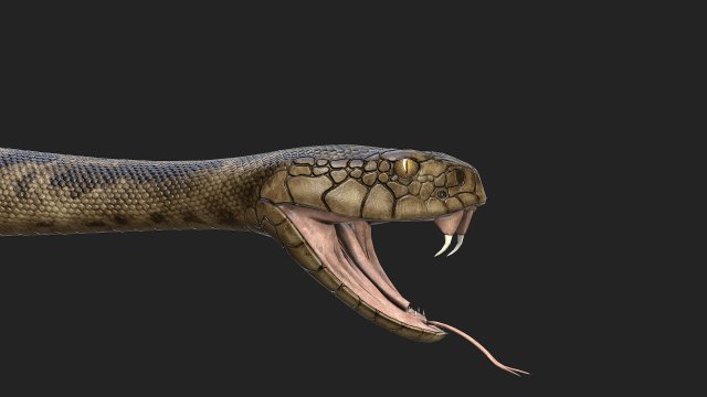 rattlesnake 3D-Modell .c4d .max .obj .3ds .fbx .stl .blend 