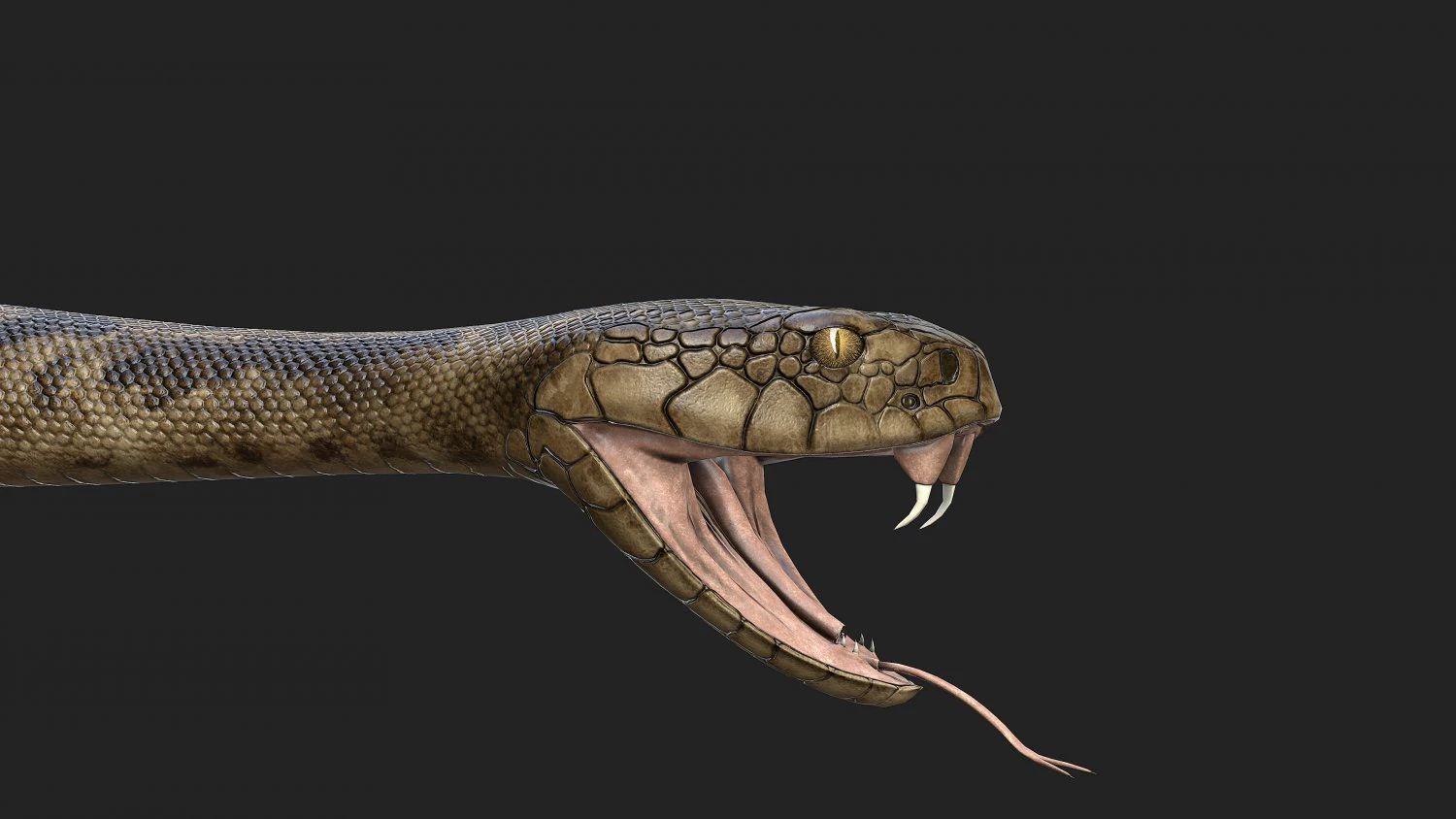 rattlesnake 3D Model .c4d .max .obj .3ds .fbx .stl .blend 