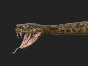 rattlesnake 3D-Modell