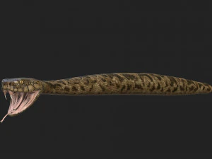 rattlesnake 3D Model