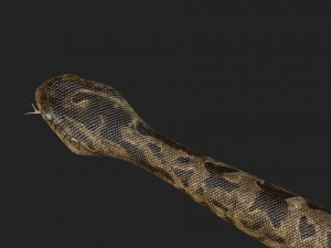rattlesnake 3D-Modell
