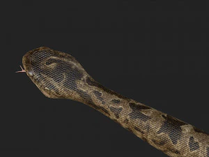 rattlesnake 3D Model