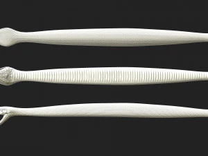 rattlesnake 3D Model