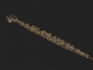rattlesnake 3D-Modell