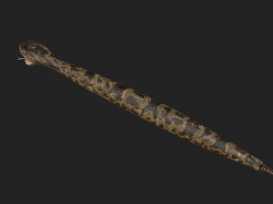 rattlesnake 3D Model