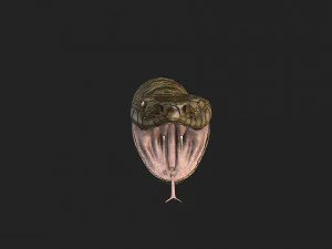 rattlesnake 3D Model