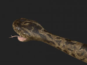 rattlesnake 3D Model