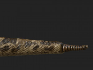 rattlesnake 3D-Modell
