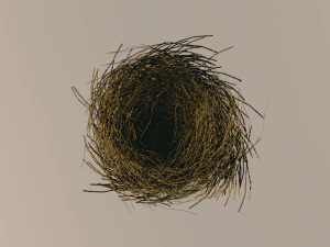 bird nest 3D Model