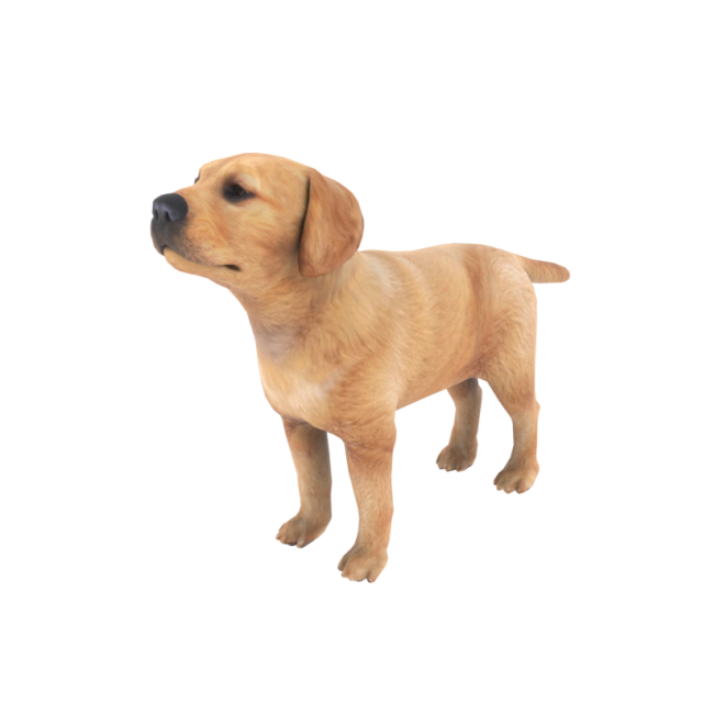 low poly dog 3D मॉडल .c4d .max .obj .3ds .fbx .stl .blend 