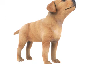 low poly dog 3D Model