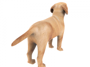 low poly dog 3D मॉडल
