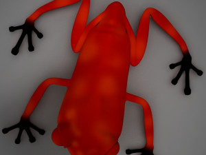 poison arrow frog 3D 모델