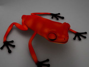 poison arrow frog 3D 모델