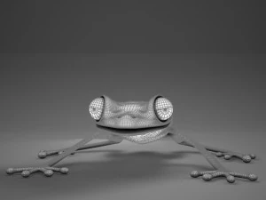 poison arrow frog 3D Model