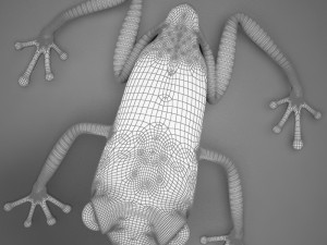 poison arrow frog 3D 모델