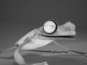 poison arrow frog 3D Model