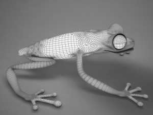 poison arrow frog 3D 모델