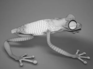 poison arrow frog 3D Model