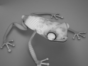 poison arrow frog 3D 모델