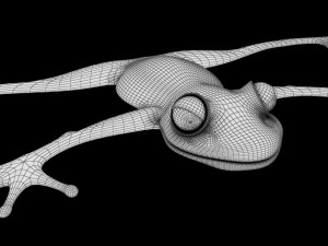 cartoon frog 3D Model