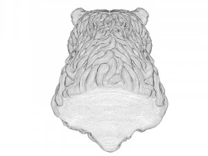 bear head curly 3D Model