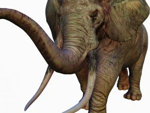 реалистичный африканский слон 3D Модель